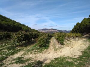 IMG_20251009_103003822